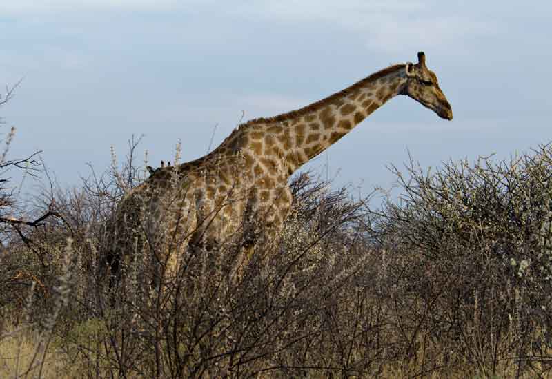 131 - Namibia - jirafa - parque nacional de Etosha